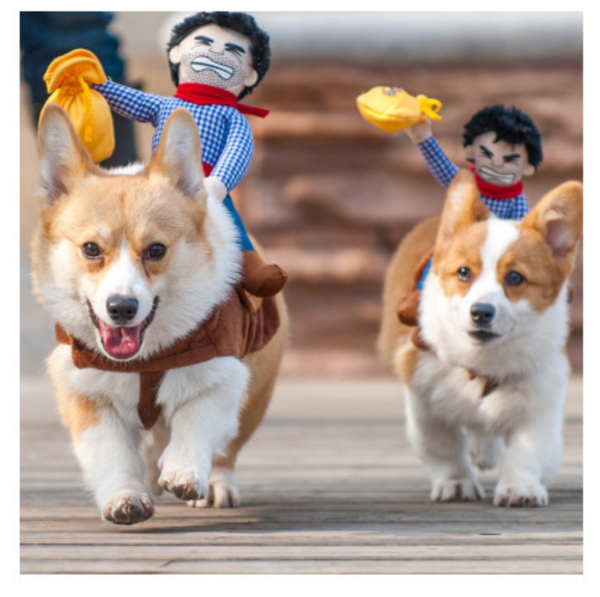 Teddy Man Rider Doggy Outfit