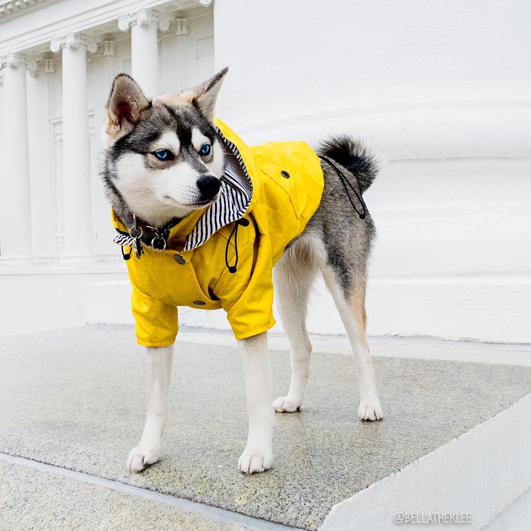 Luxury Yellow High Density Waterproof Hooded Raincoat