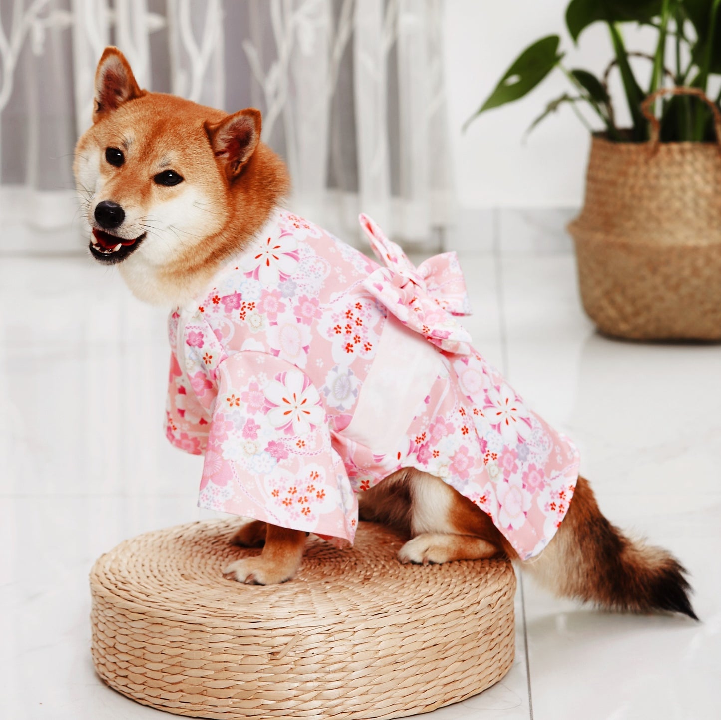Kimono Cat/Dog