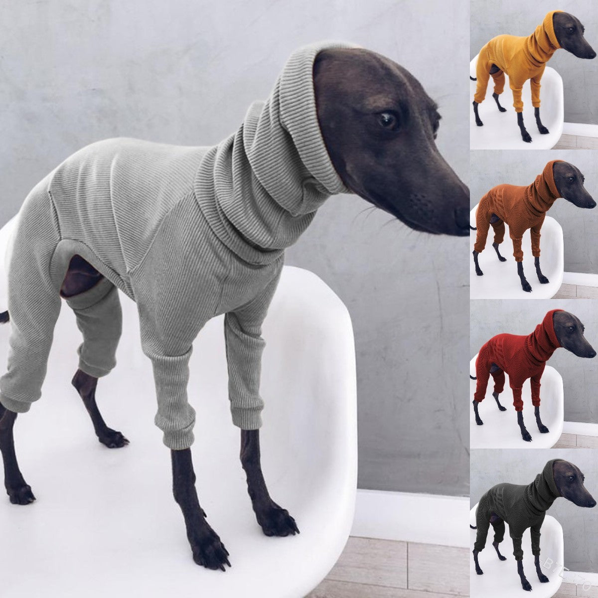 Whippet Italian Lightweight Greyhound Outfit